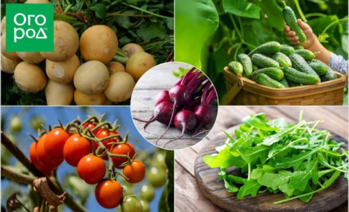 Какие сорта овощей и зелени нужно сажать в сезоне 2023