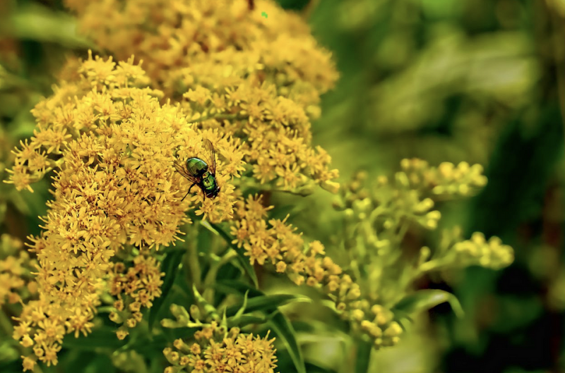 13 самых опасных садовых растений для аллергиков
