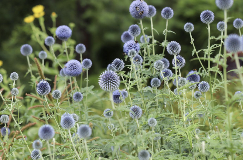 13 самых опасных садовых растений для аллергиков