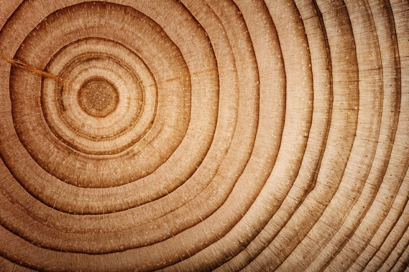 14 видов древесины, используемых в строительстве (с описанием свойств и сравнением)                            