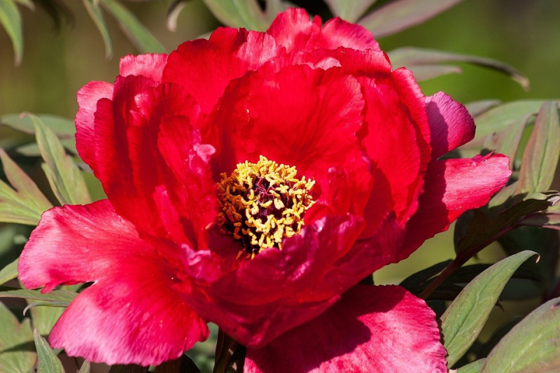 15 самых красивых сортов пионов для вашего сада