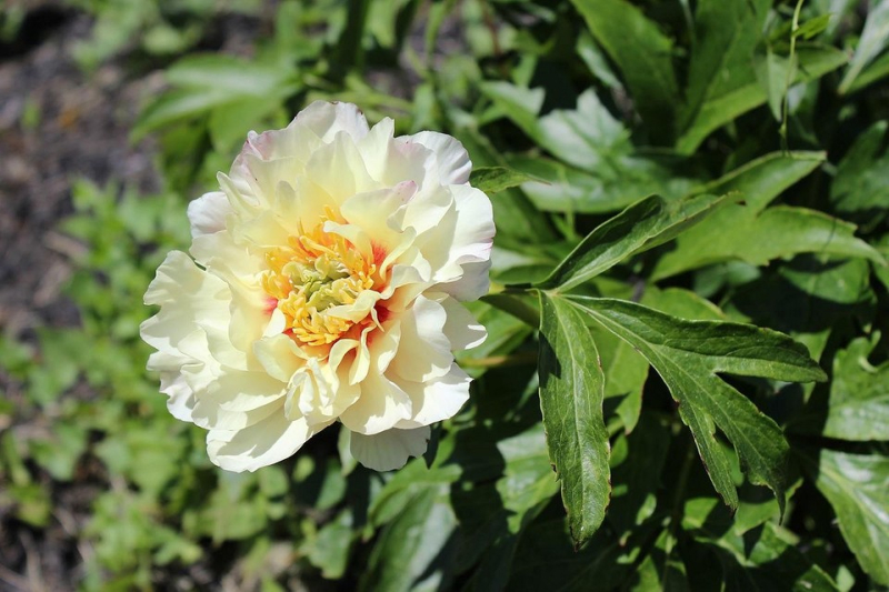 15 самых красивых сортов пионов для вашего сада