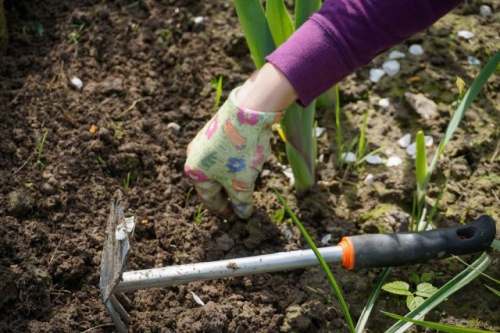 25 вещей, которые нужно сделать в саду, огороде и цветнике в марте