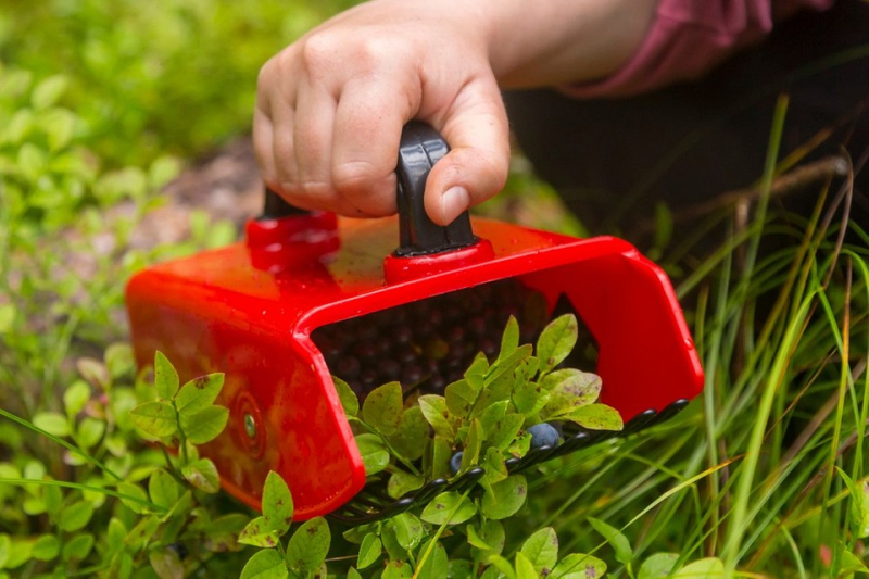 6 необходимых садовых инструментов, которые облегчат работу в саду