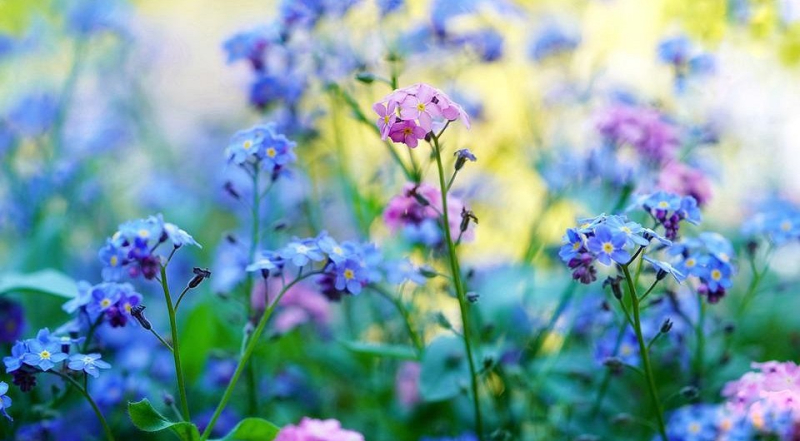 6 причин избегать редких растений в вашем саду
