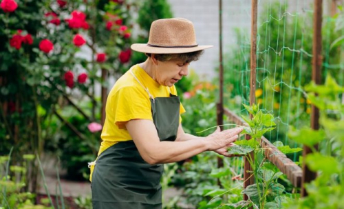 30 вещей, чем заняться в саду, огороде и цветнике в июле