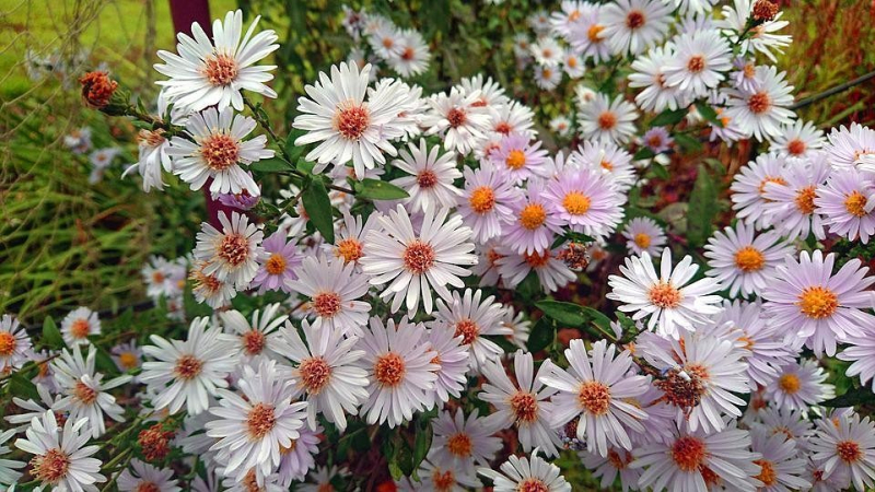 7 цветов, которые украсят ваш сад в сентябре