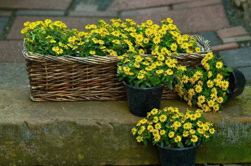 7 простых способов обновить вашу садовую клумбу