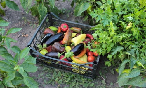 Что делать в августе — 30 самых важных дел в саду, огороде и цветнике