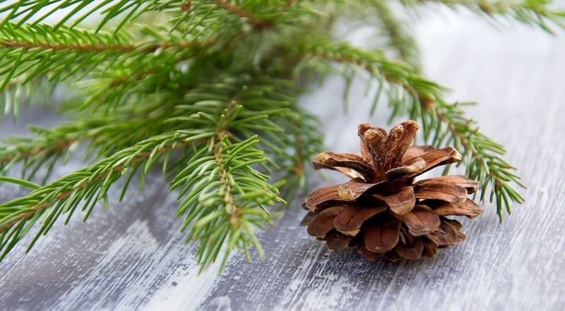 Как использовать иголки от елки в быту после Нового года: 6 способов