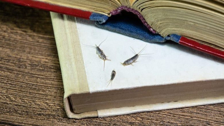 kak izbavitsja ot cheshujnic v kvartire pervye dejstvija 4 sposoba izbavlenija i profilaktika 5b341a3