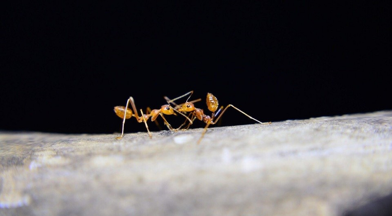 Как вывести муравьев из ванны и предотвратить их повторное появление