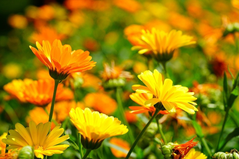 Неприхотливые к урожайности цветы: 24 лучших культуры