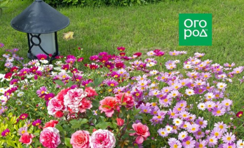 30 дел, которые надо сделать в саду, огороде и цветнике в июне
