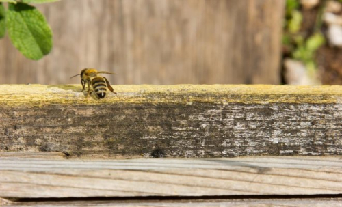 Куда пропали пчелы и как это отразится на наших участках